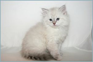 Female Siberian Kitten from Deedlebug Siberians